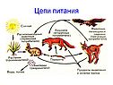 Цепи питания