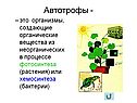 Автотрофы