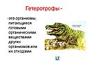 Гетеротрофы
