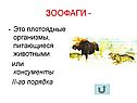 Плотоядные организмы
