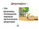 Организмы, питающиеся мертвым органическим веществом