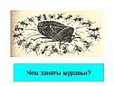 Чем заняты муравьи