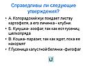Колорадский жук