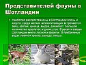 Косуля