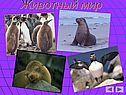 Животный мир