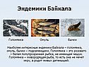 Эндемики Байкала