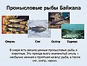 Промысловые рыбы Байкала