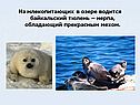 Байкальский тюлень – нерпа