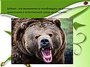 Возможность понаблюдать за дикими животными