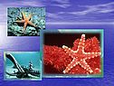 Чёрное море