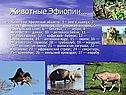 Животные Эфиопии…