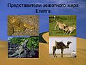 Представители животного мира