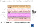 Этапы формирования ПКМ в новейшем периоде