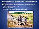 Большинство ненцев - оленеводы
