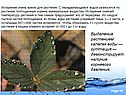 Гуттация