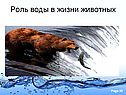 Роль воды в жизни животных