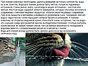 Внимание