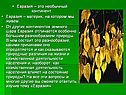 Евразия