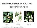 Вдоль побережья растут: