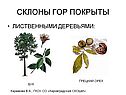 Склоны гор покрыты