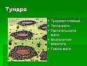 Тундра