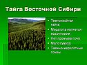 Тайга Восточной Сибири