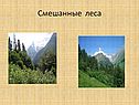 Смешанные леса