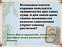 Одуванчик