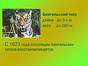 С 1973 года популяции бенгальских тигров восстанавливается
