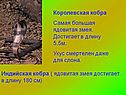 Королевская кобра Самая большая ядовитая змея