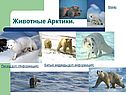 Животные Арктики
