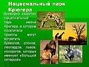 Национальный парк Крюгера