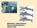 Дельфины