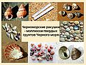 Черноморские ракушки