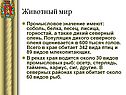 Животный мир