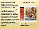 Почвы тайги