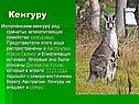 Кенгуру