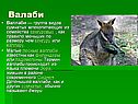 Валаби