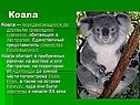 Какие животные в Австралии