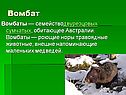 Вомбат