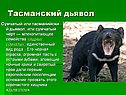 Тасманский дьявол