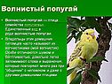 Волнистый попугай