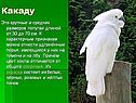 Какаду