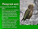 Попугай кеа
