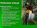 Райская птица