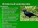 Атласный шалашник