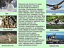 Морские желуди