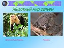 Животный мир Сельвы
