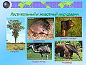 Растительный и животный мир саванн