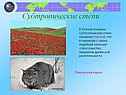 Субтропические степи